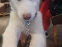 Pui husky siberian,un prieten deosebit!