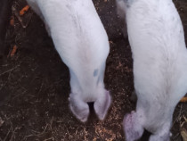 Vand 2 porci de 120-150 kg cu 16 lei kg