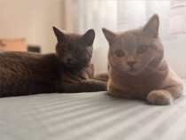 British shorthair Căutăm o căsuță primitoare și iubitoare!