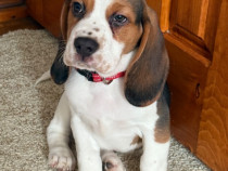 Pui beagle tricolor baietel