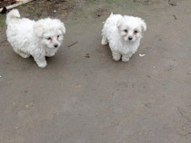 Bichon 3 cățeluși și o catelusă.