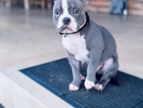 Puiut bulldog american