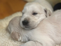 Pui Golden Retriever - băiețel şi fetiță