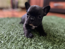 Bulldog Francez Femela
