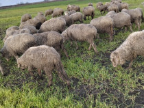 Oii tinere și gestante