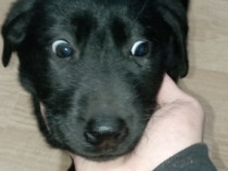 Labrador Retriever Negru 2 luni