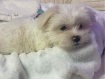 Catel Bichon de v&acirc;nzare