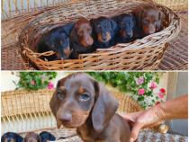 Cățeluși Pui Teckel