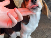 V&acirc;nd Femela Beagle