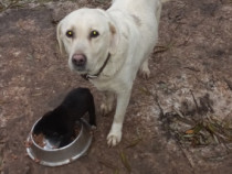 Donez catei Labrador