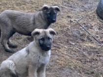 Căței ciobănesc germani