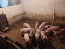 Purcei de 8 săptăm&acirc;ni