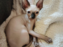 Pui pisica rasa sphinx