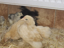 Puii moțați și &icirc;ncălțați si cochinchina frezați și nefrezați