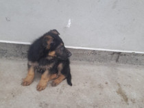 V&acirc;nd pui ciobănesc german