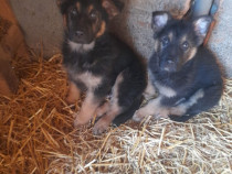 Pui ciobănesc german