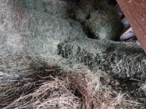 V&acirc;nd baloți de lucernă.