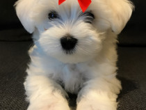 Bichon maltez mini toy