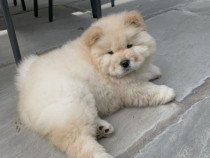Chow Chow foarte jucăuși