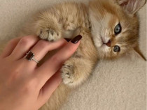 British shorthair pui superbi