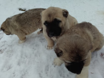 Caini Kangal( 6 saptamani)