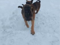 Catei Ciobanesc Belgian Malinois