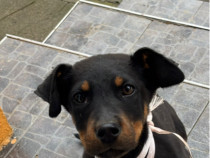 Cățelușa copoi ardelenesc