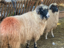 Berbeci de vanzare...