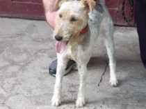 Femela fox terrier cu păr s&acirc;rmos