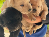 Pui de labrador.