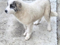 Vand ciobanesc de bucovina