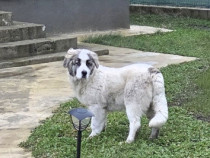 Ciobanesc de bucovina