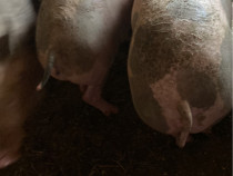 V&acirc;nd sau schimb pe alte animale