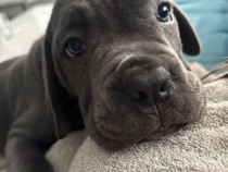 Cane corso - rasa pură