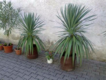 Plante ornamentale pentru curți, grădini, balcoane și terase