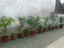 Leandrii - plante decorative