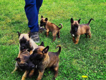 Femela si mascul ciobanesc belgian malinois!!