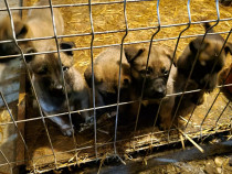 Timisoara u2022 Animale de companie Lajumate.ro u2022 Anunturi gratuite