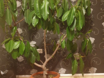 Ficus 1,8m, diametrul tulpinei 10cm