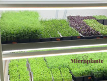 Urban Farming Microplante - Trendul culinar al momentului