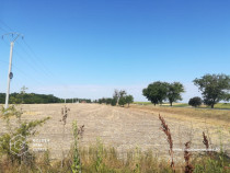 Teren intravilan, pentru constructii hale industriale, zona