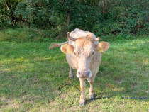 Vaca cu vițel sau separat
