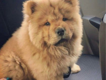 Chow Chow talie mare
