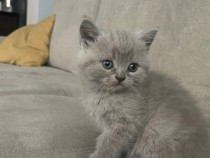 Pisica british shorthair rasa pura minunata