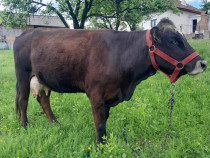 Vaca și vițel Berislavesti, Valcea