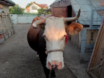 Vaca Bălțata românească