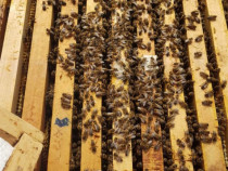 14 familii de albine