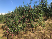 Prune roșii pentru țuica direct din pruni
