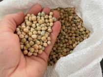 Seminte Pentru Microplante - Mazare