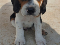 Puiuți Beagle tricolori